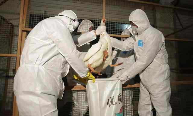 人感染禽流感症状 浙江昨又确诊2人患禽流感 已连续6天新增感染者