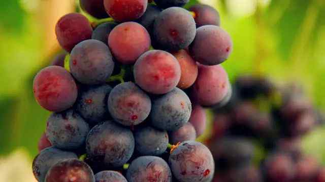 葡萄种类 2018年最新葡萄品种大全