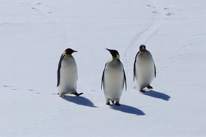 病毒传到南极了！专家：应对企鹅做核酸检测