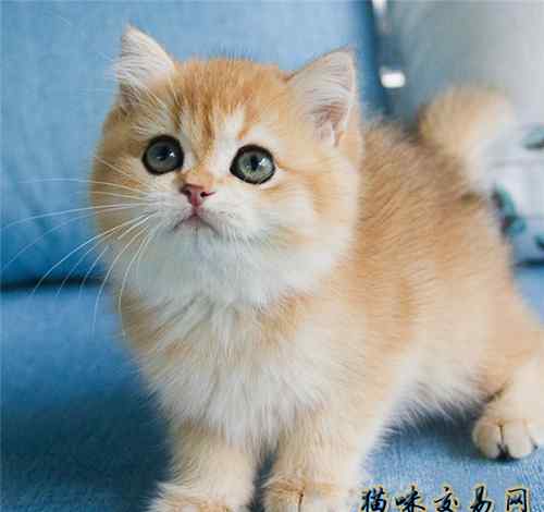英短橘猫 【宠物猫】橘猫和金渐层这么像？你知道如何区分金渐层和橘猫吗？