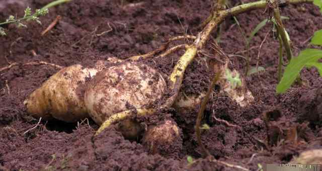 黑薯 在农村，如何区分地瓜凉薯与白皮红薯呢？很简单