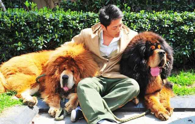 纯种藏獒价格 惊天交易卖出“狮王血统”藏獒 两只售价1800万