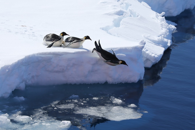 新冠疫情抵达南极？专家：封在冰中的病毒多年后或“重启” 企鹅应做核酸