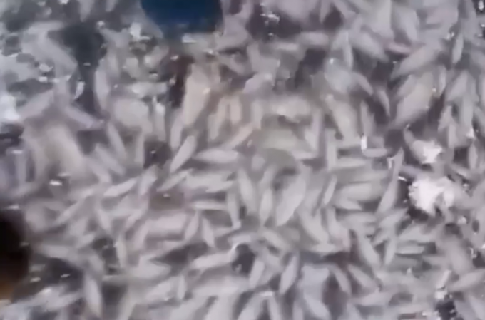 俄罗斯数千条鱼被冻在冰层中死亡 悲惨场景被拍到 事故原因不明