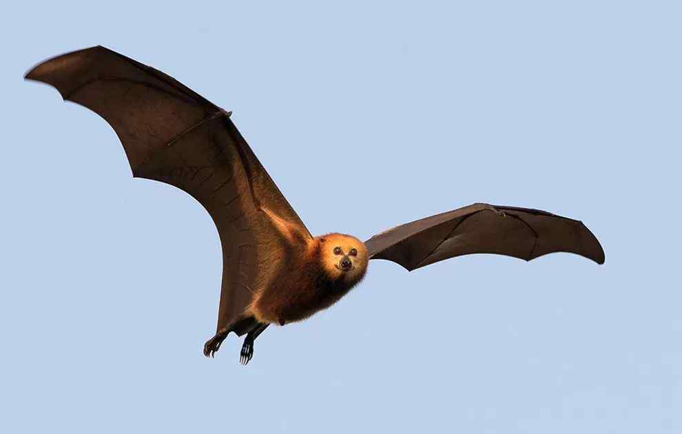 蝙蝠有眼睛吗 这个身长1.8米的蝙蝠我以为会很丑，没想到这么可爱！