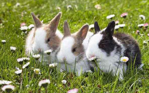 属兔人出生月的命运 十兔九不全：属兔人最有福气的4个出生月份，一生的吉祥富贵命！