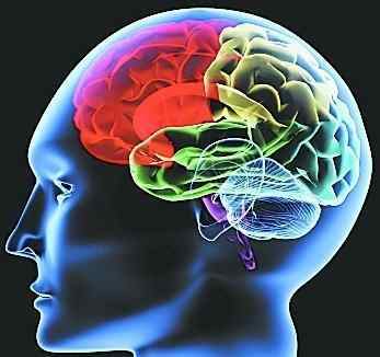 脑干的作用 科普一下脑部的结构和功能