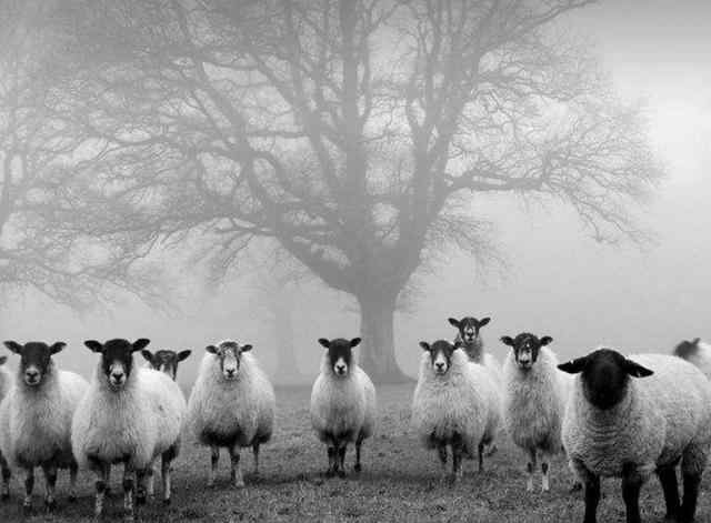 寻羊冒险记 《寻羊冒险记》：在救赎与被救赎的旅途中，经历一场灵魂的洗礼