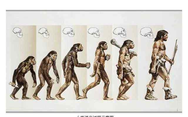 人是什么动物进化来的 原来人类不是猴子进化来的，解密人类进化的最开端