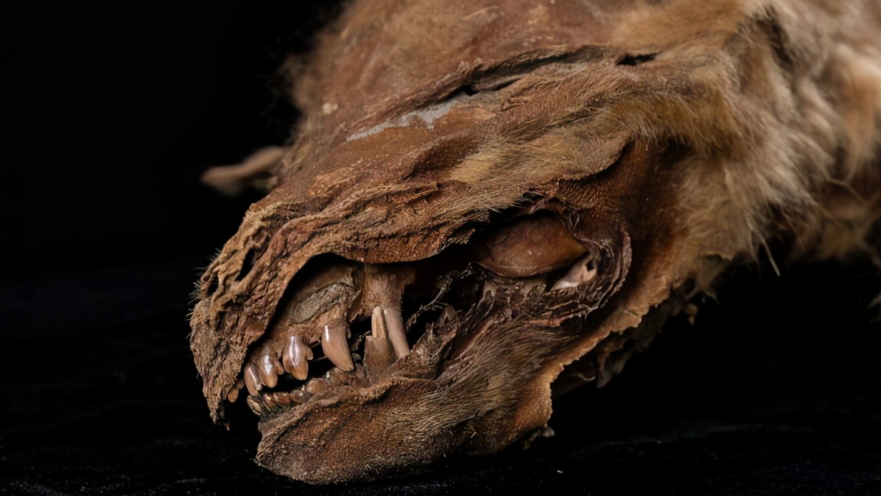 永久冻土中发现57000年前小狼崽 尖牙清晰可见 网友：有点可爱