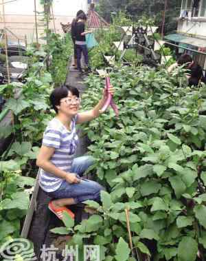 都市农夫樱桃采摘园 杭州首个车棚菜园大丰收 居民体验“都市农夫”