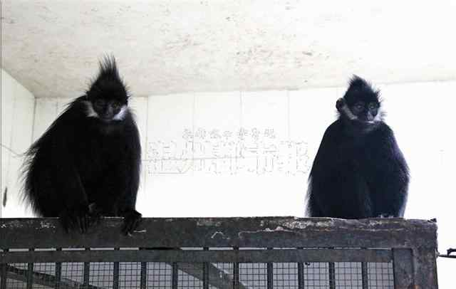 黑叶猴 动物园给2只雌黑叶猴招亲 广西雄猴应召组“家庭”