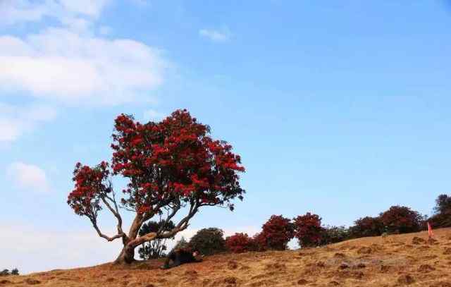 国家一级珍稀植物 国家一级保护珍稀濒危植物：大树杜鹃