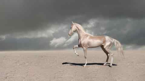 纯血马 地球上10大最著名的马种，蒙古马第五，纯血马第三，汗血宝马榜首