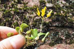宁波溲疏 宁波百米高崖壁上找到神秘植物 为全球首次发现