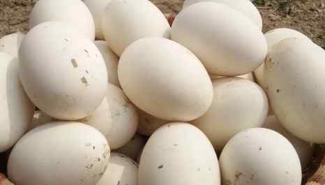 鹅蛋怎么吃 鹅蛋怎么做好吃？鹅蛋5种最好吃的做法
