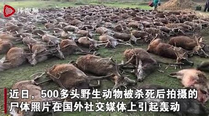 触目惊心！西班牙一伙猎人杀死540只动物后拍照炫耀 现场画面曝光......
