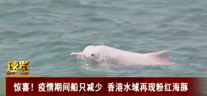 “水上大熊猫”粉红海豚再现香港水域 或因疫情渡轮停运 网友：一群大可爱