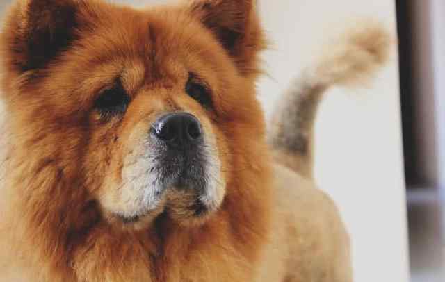 世界十大名狗 世界上十大最美丽的狗品种，中国有犬种上榜