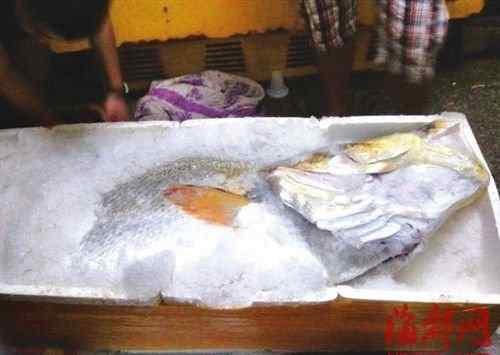 黄唇鱼价格 福建渔民捡获160斤黄唇鱼卖出300万元