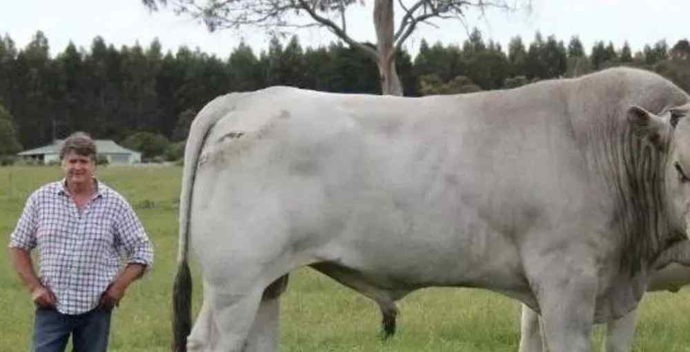 世界上最大的牛 世界上最大的六种你牛见过吗？