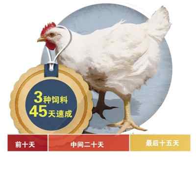速生鸡 央视调查速生鸡背后：40天长5斤 一夜死上百只