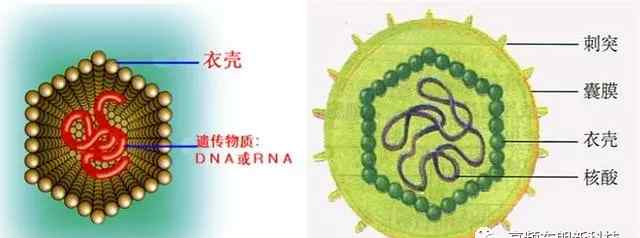 病毒细菌区别 细菌与病毒有什么区别，致病原理是什么？