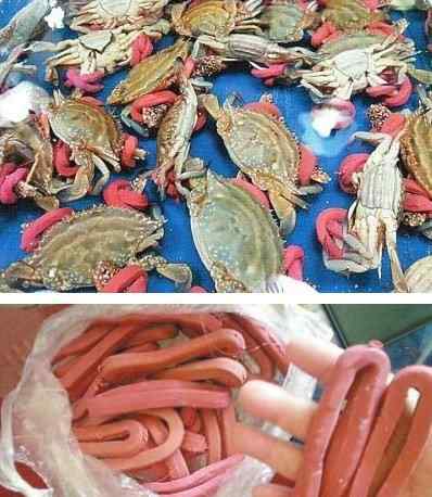 买螃蟹皮筋一斤重 买5斤螃蟹皮筋占一半 皮筋螃蟹有没有扯着蛋
