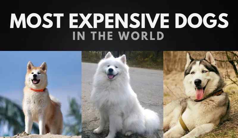最贵的狗排名第一 世界上20条最昂贵的狗，第一名没有想到是它