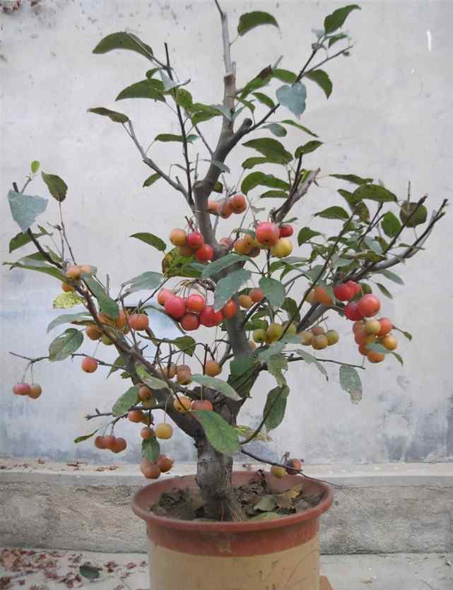 冬红果盆景图片 一种特殊的观果盆景，名叫冬红果，颜值高好打理