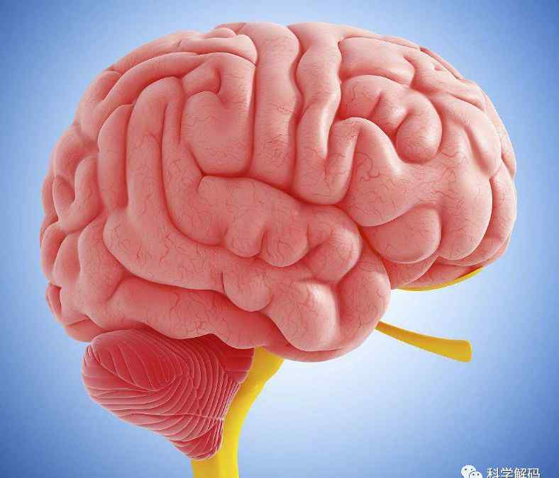 突触 大脑能被知识塞满吗？科学家告诉你容量有多大！