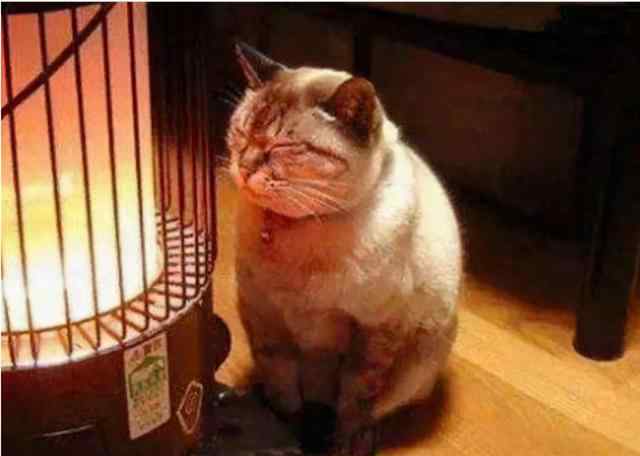 猫怕冷吗 猫界“最怕冷”的6种猫，不注意保暖，很容易感冒！