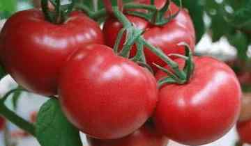 西红柿正确育苗方法 番茄的育苗方法