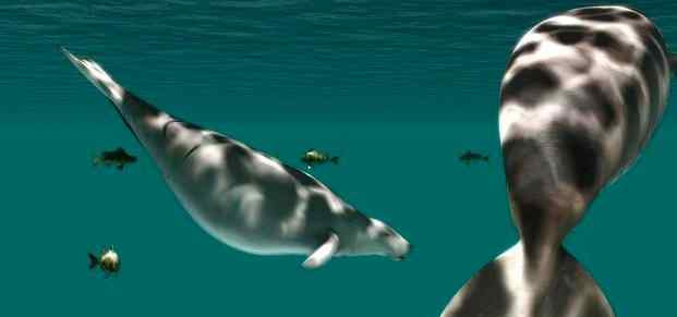 大海牛 因人类捕杀而灭绝的海洋巨兽大海牛—“巨儒艮”