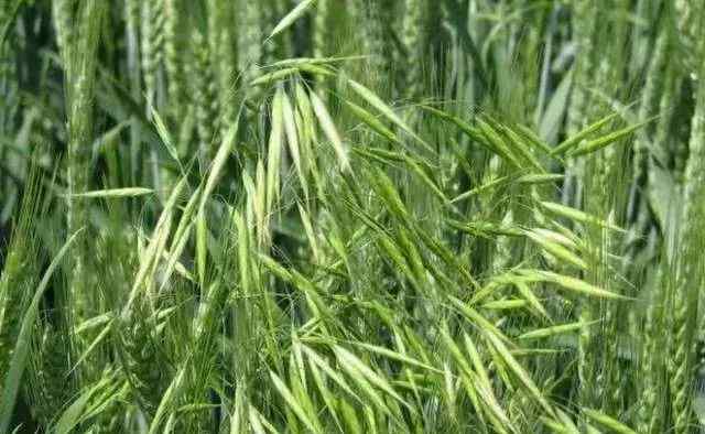 雀麦 “雀麦”是一种什么“麦”？