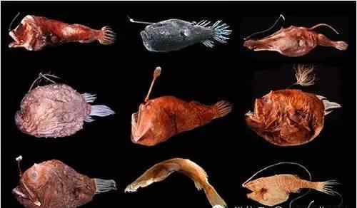 深海安康鱼 鮟鱇鱼原来是如此悲情的食物