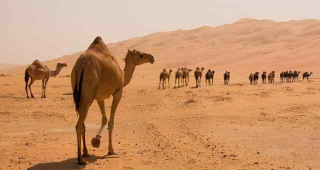骆驼驼峰里储存的是什么 你被骗多久了？最新研究：骆驼的驼峰里并不存水，却储存了这东西
