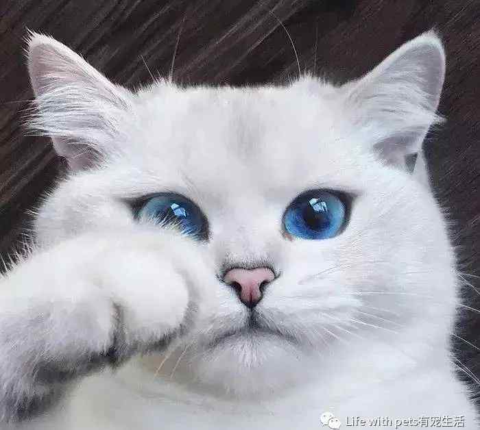 猫的视力 科普｜关于猫咪视力的5个秘密，你知道几个？