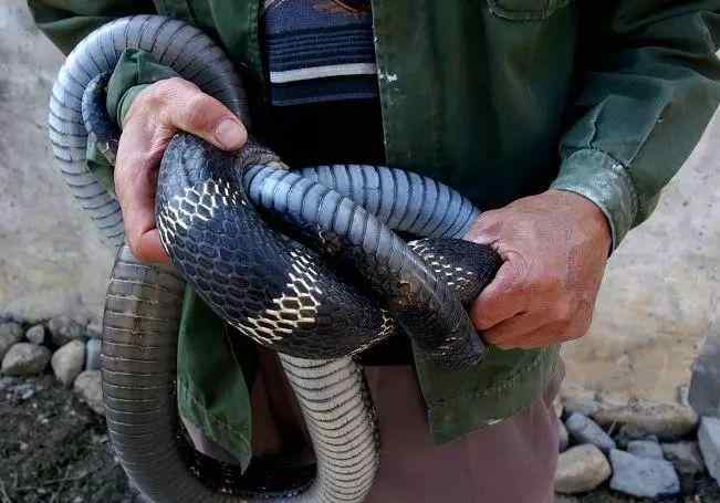 过山峰 农村阿婆说最大的过山峰蛇可以长到十米长，这是不是真的呢？
