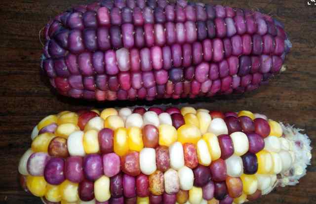 紫玉米 紫色玉米是转基因玉米吗？营养师告诉你真相