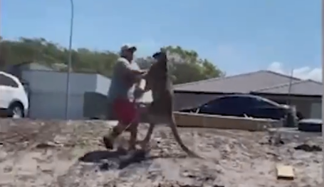 澳大利亚男子在自家院子被袋鼠击中脸部、撂翻在地 媒体：袋鼠成当地一大问题