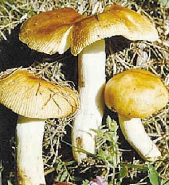 十大毒菇 毒蘑菇事件已致五人死亡 盘点17种常见毒蘑菇
