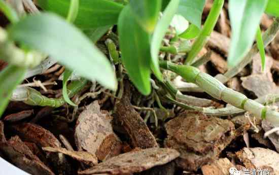 松树皮种兰花需加土吗 兰花养殖技巧：松树皮种兰花要加土吗