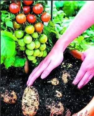 tomtato 英国公司开发新植物 根部长土豆枝头结西红柿